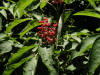 200507037348 Red Elderberry (Sambucus racemosa) - Manitoulin Island.jpg