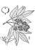 200509 Red Elderberry (Sambucus racemosa) - USDA Illustration.jpg