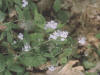 1998G04 Forget-Me-Not - Bob's lot, Manitoulin Island.jpg