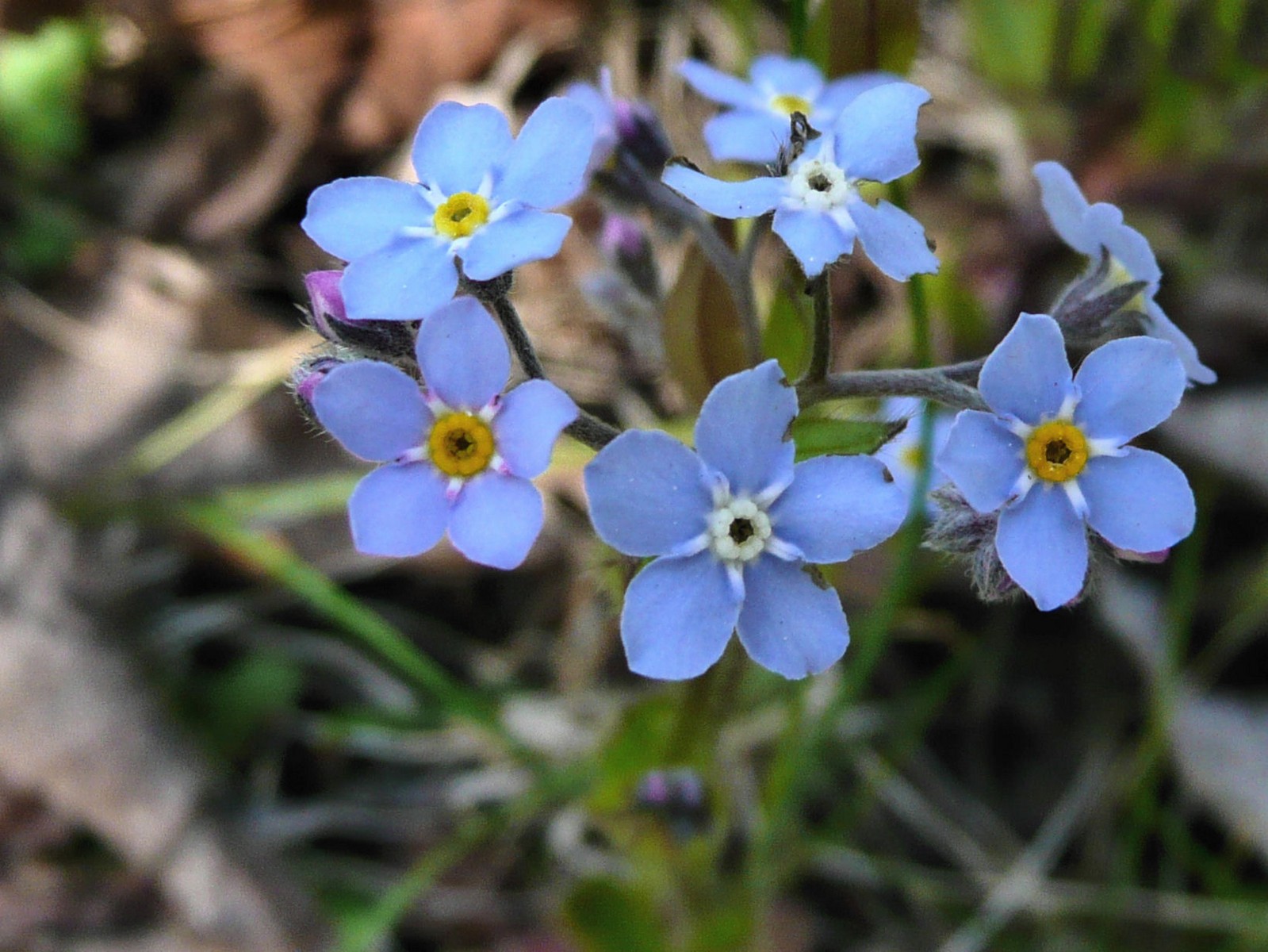 20080524095302 Forget-Me-Not - Manitoulin Island.JPG