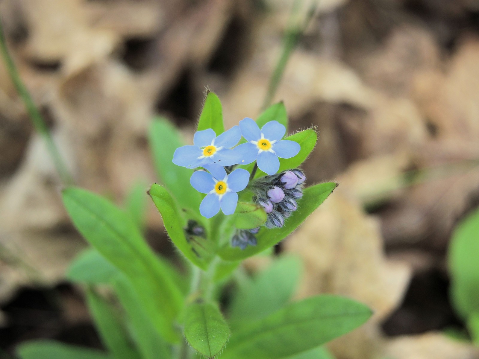 201405291728008 Forget-Me-Not (Myosotis) blue flowers - Manitoulin Island.JPG