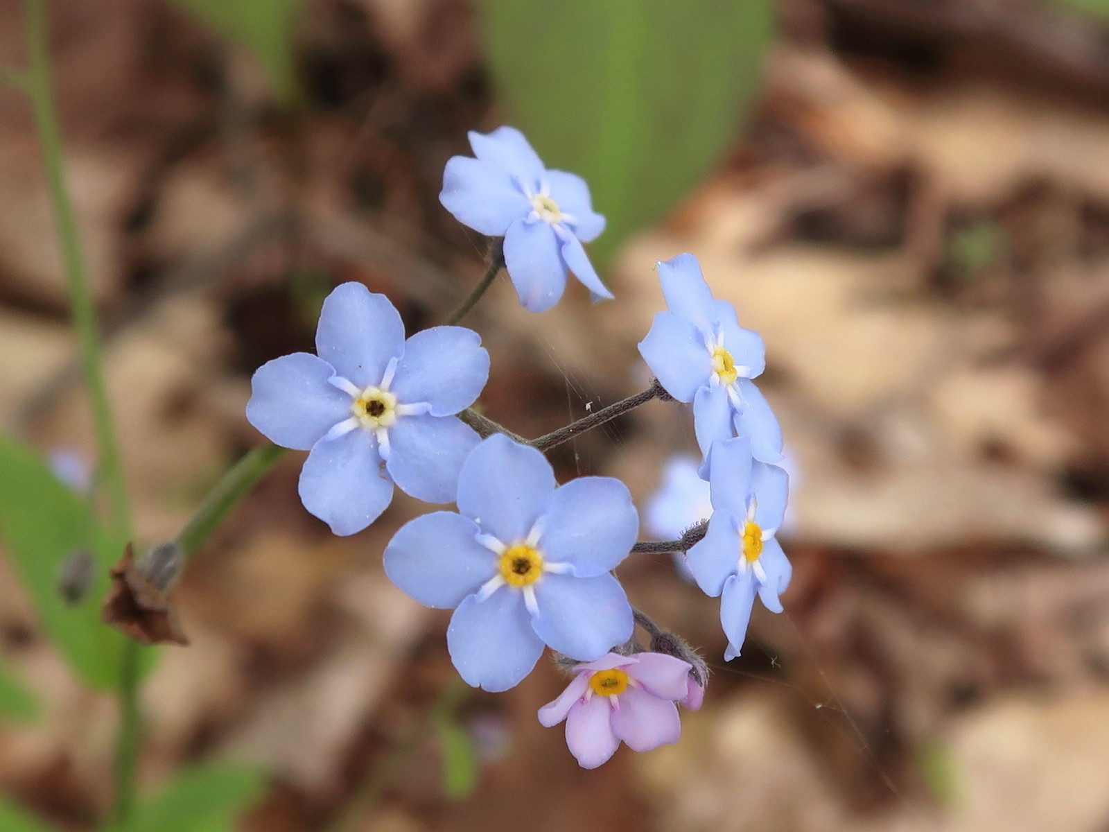 20170529101502010 Forget-Me-Not (Myosotis sylvatica) blue flowers - Manitoulin Island, Ontario.JPG