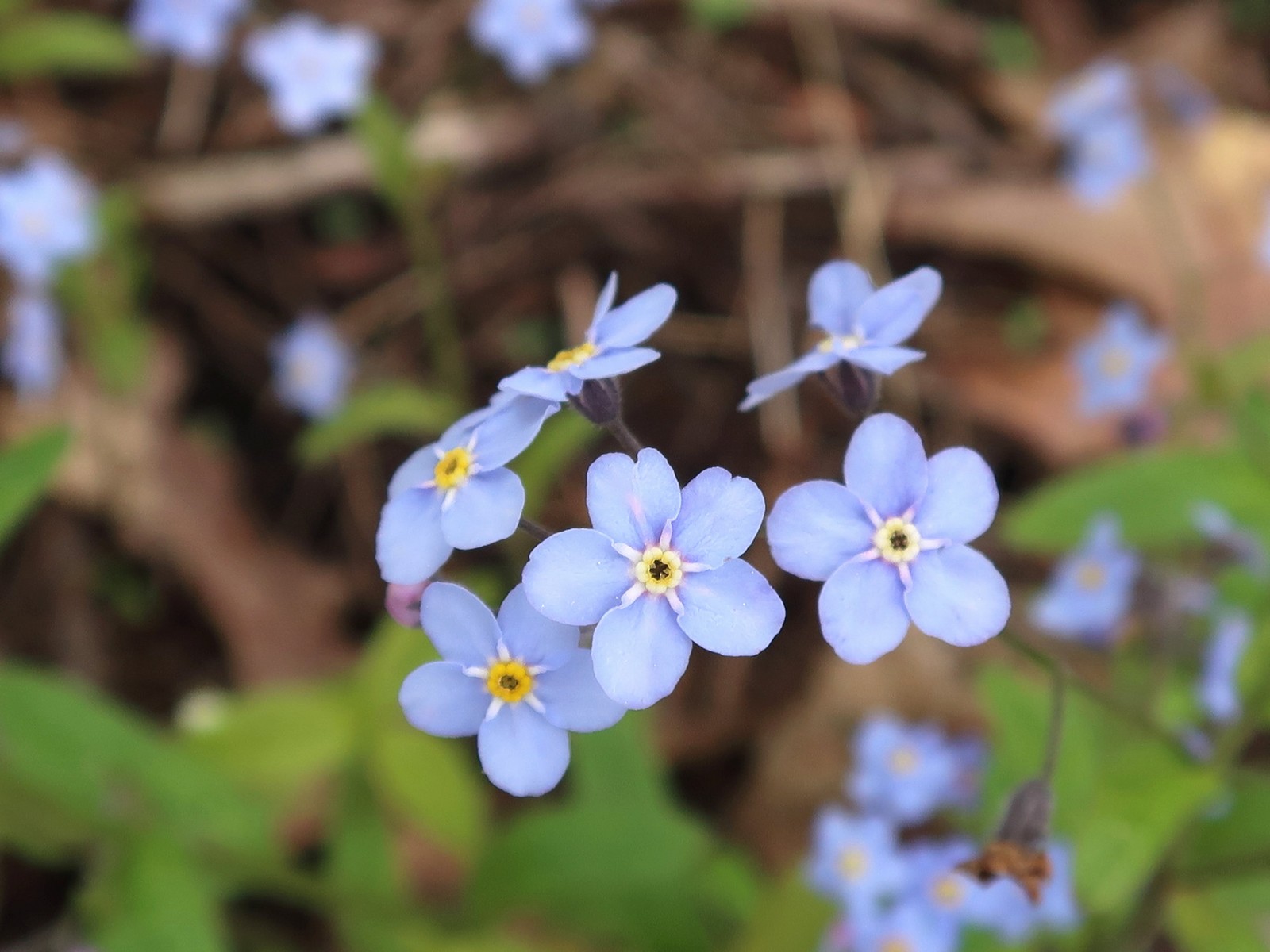 20170529101518013 Forget-Me-Not (Myosotis sylvatica) blue flowers - Manitoulin Island, Ontario.JPG