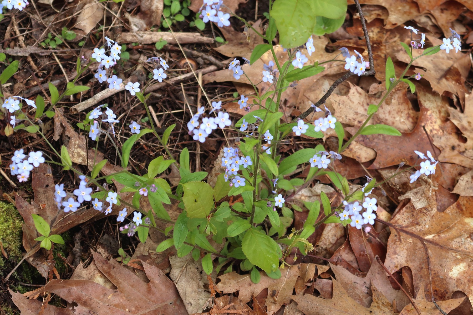 20170529101539016 Forget-Me-Not (Myosotis sylvatica) blue flowers - Manitoulin Island, Ontario.JPG