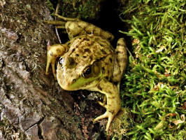 Green Frog/200307057690 Green Frog (Rana clamitans melanota) - Manitoulin Island.jpg