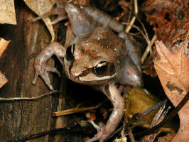 200306070453 Wood Frog (Rana sylvatica) - Mt Pleasant.jpg
