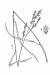 200807 Tall Fescue (Schedonorus phoenix) - USDA Illustration.jpg