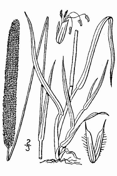 200808 Timothy grass (Phleum pratense) - USDA Illustration.jpg