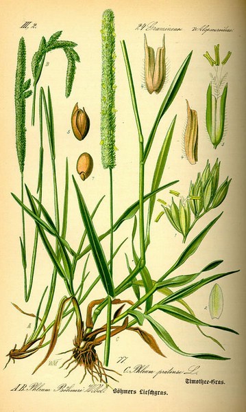 200812 Timothy grass (Phleum pratense) - Thom - Flora von Deutschland, sterreich und der Schweiz.jpg