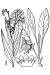 200406 Gypsyflower (Cynoglossum officinale L.) - USDA Illustration.jpg