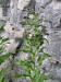 200406141249 Gypsyflower (Cynoglossum officinale) - Manitoulin.jpg