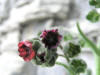 200406141260 Gypsyflower (Cynoglossum officinale) - Manitoulin.jpg