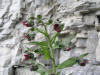 200406141268 Gypsyflower (Cynoglossum officinale) - Manitoulin.jpg