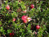 Cranberry/200209140132 Cranberry (Vaccinium ...) - Mt Pleasant.jpg