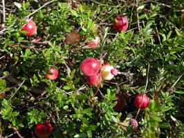 Cranberry/200209140132 Cranberry (Vaccinium macrocarpon) - Mt Pleasant.jpg
