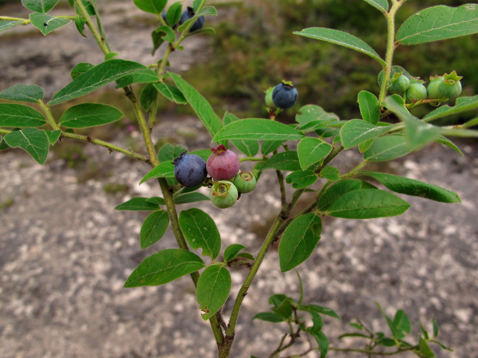201107281227198 Low Sweet Blueberry (Vaccinium angustifolium) - Misery Bay NP, Manitoulin Island, ON.JPG