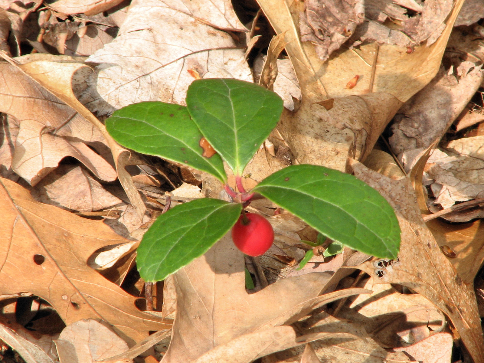 20090509174130 Eastern Teaberry aka Wintergreen (Gaultheria procumbens) red berry - Bald Mountain Ra, Oakland Co.JPG