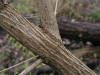 200611113307 Amur honeysuckle (Lonicera maackii) - Oakland Co.JPG
