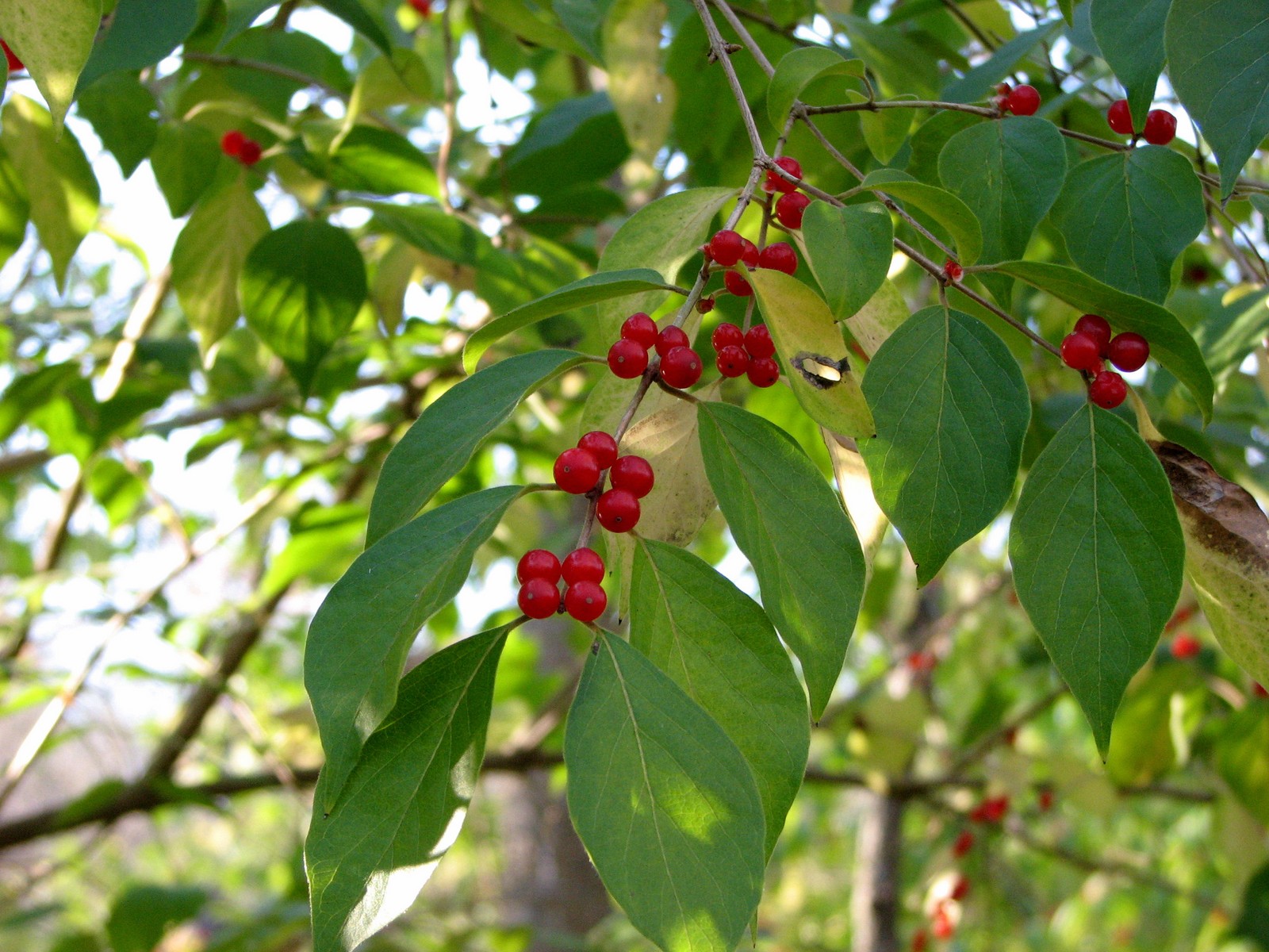 2007110316374603 red Amur honeysuckle (Lonicera maackii) berries - Oakland Co.JPG