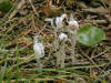 200308061190 Indian Pipe (Monotropa uniflora) - Manitoulin Island.jpg