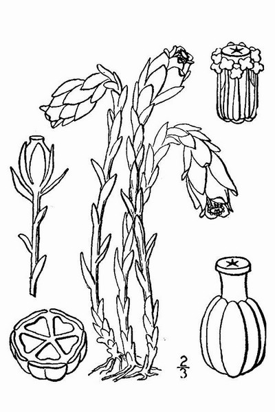 200809 Indianpipe (Monotropa uniflora) - USDA Illustration.jpg
