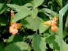 200007290952 Spotted Touch-Me-Not or Jewel weed - weed beach.jpg (41345 bytes)