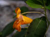 200508038563 Spotted Touch-Me-Not or Jewelweed (Impatiens capensis) - Manitoulin.jpg