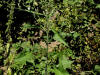 200508289261 Tall Blue Lettuce (Lactuca floridana) - Point Pelee.jpg