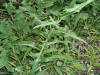 200508299341 Canada Lettuce (Lactuca canadensis) - Oakland Co.jpg