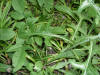 200508299342 Canada Lettuce (Lactuca canadensis) - Oakland Co.jpg