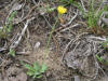 200506186936 Dwarf Dandelion (Krigia virginica) - Isabella Co.jpg