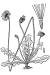 200510 Dwarf Dandelion (Krigia virginica) - USDA Illustration.jpg