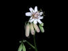 200508189092 White Rattlesnakeroot (Prenanthes alba) - Oakland Co.jpg