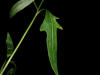 200508189094 White Rattlesnakeroot (Prenanthes alba) - Oakland Co.jpg