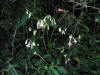 200508219145 White Rattlesnakeroot (Prenanthes alba) - Oakland Co.jpg