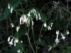200508219146 White Rattlesnakeroot (Prenanthes alba) - Oakland Co.jpg