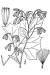 200609 White Rattlesnakeroot (Prenanthes alba) - USDA Illustration.jpg