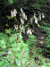 200609162937 White Rattlesnakeroot (Prenanthes alba) - Oakland Co.JPG