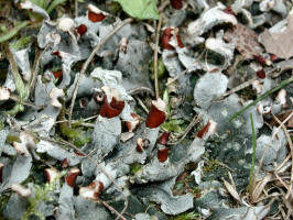 ../Mushrooms/Many-fruited pelt Lichen/200308091229 Many-fruited pelt Lichen (Peltigera polydactyla) - Bob's Lot.jpg