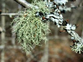200003180624 moss and lichen in a tamarack.jpg