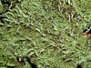 200011120431 Moss or Lichen.JPG
