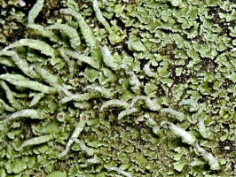 Moss or Lichen/200011120431b Moss or Lichen.JPG