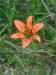 200106300001 Lily, wood - Manitoulin.jpg