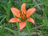 200106300003 Lily, wood - Manitoulin.jpg