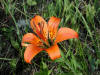 200307068290 Wood Lily (Lilium philadelphicum L. ) - Manitoulin Island.jpg