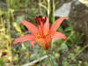 200307068330 Wood Lily (Lilium philadelphicum L. ) - Manitoulin Island.jpg