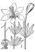 200505 Wood Lily (Lilium philadelphicum) - USDA Illustration.jpg