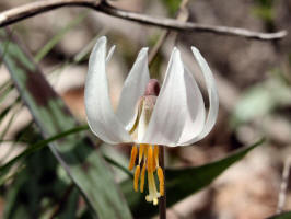 Lily, trout white/200305040001 White Trout Lily or Dogtooth Violet (Erythronium albidum) - Rochester.JPG
