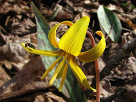20100411165805 Yellow Trout Lily or Dogtooth Violet (Erythronium americanum) - Oakland Co, MI_small2