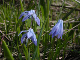 Squill/200205050209 Squill (Scilla siberica) blue flowers - Antrim Co.JPG